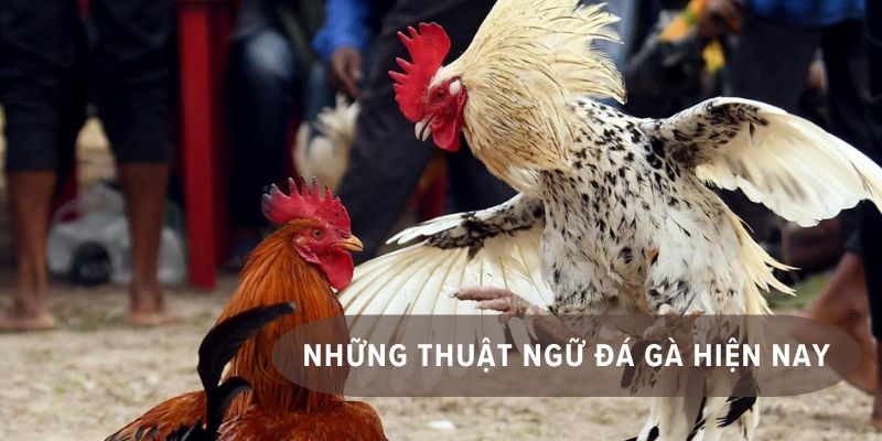 Khám phá ngay một số thuật ngữ đá gà mà bạn cần biết