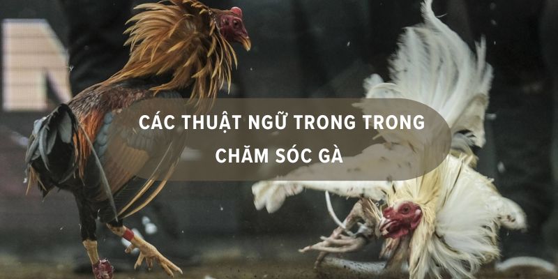 Nắm vững được thuật ngữ đá gà sẽ tăng tỷ lệ thắng lớn