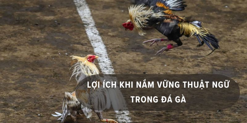 Lợi ích tuyệt vời khi nắm vững thuật ngữ đá gà